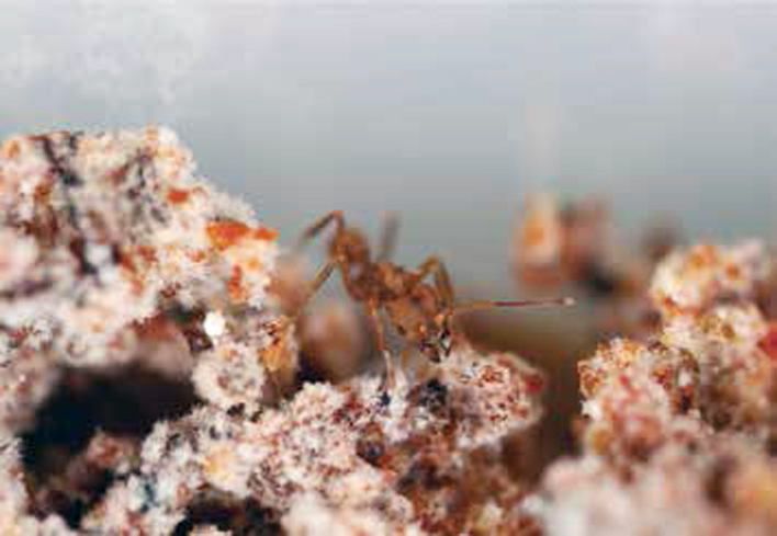 Leaf-Cutter Ants Finally Meet Their Match